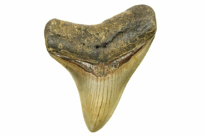 Fossil Megalodon Tooth - North Carolina #298855